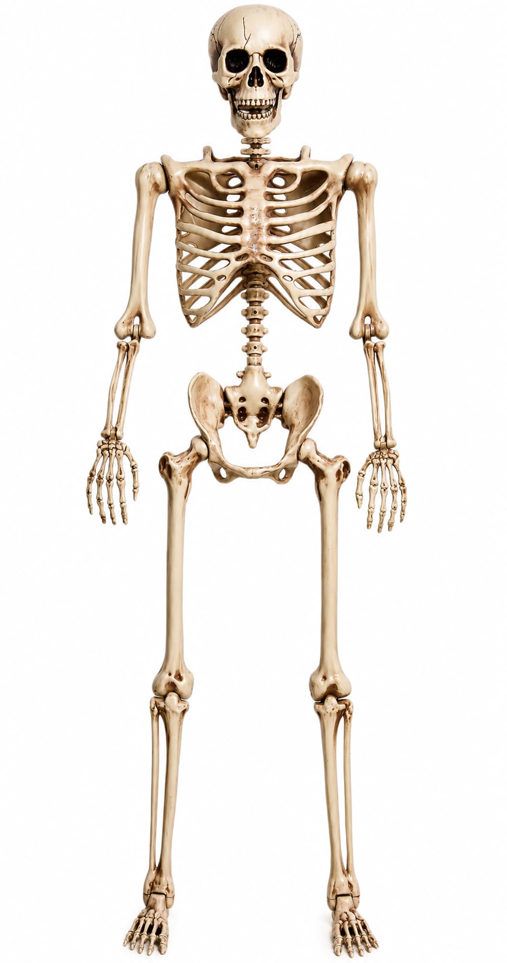 5.4 Ft Life Size Posable Skeleton S43533