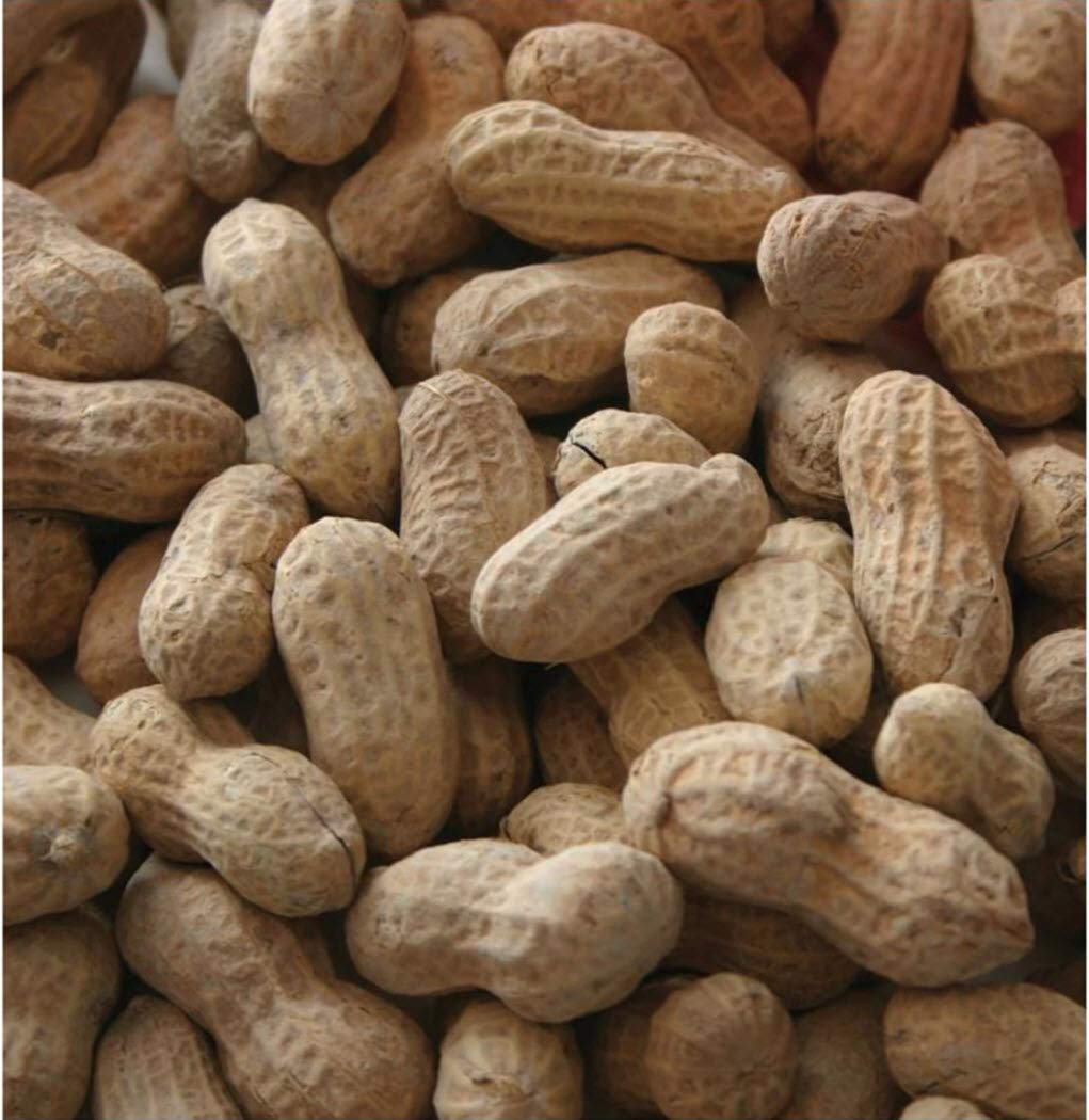 In-Shell Peanuts Wild Animal Food 25 Pound Bag Pack of 2 G850