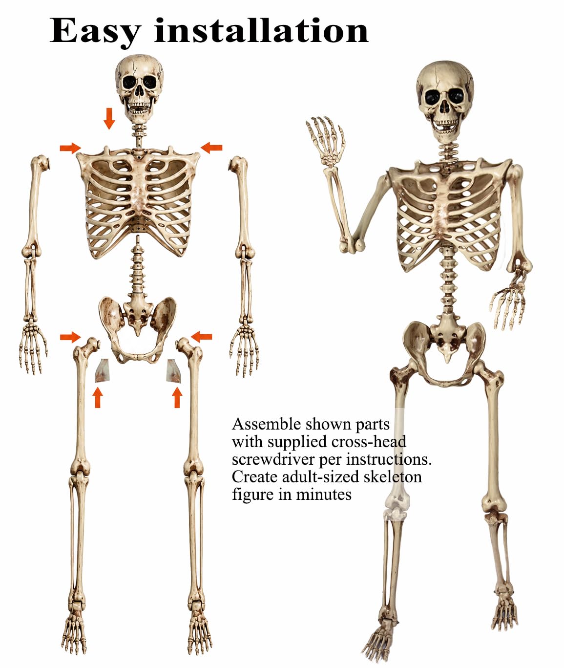 5.4 Ft Life Size Posable Skeleton S43533