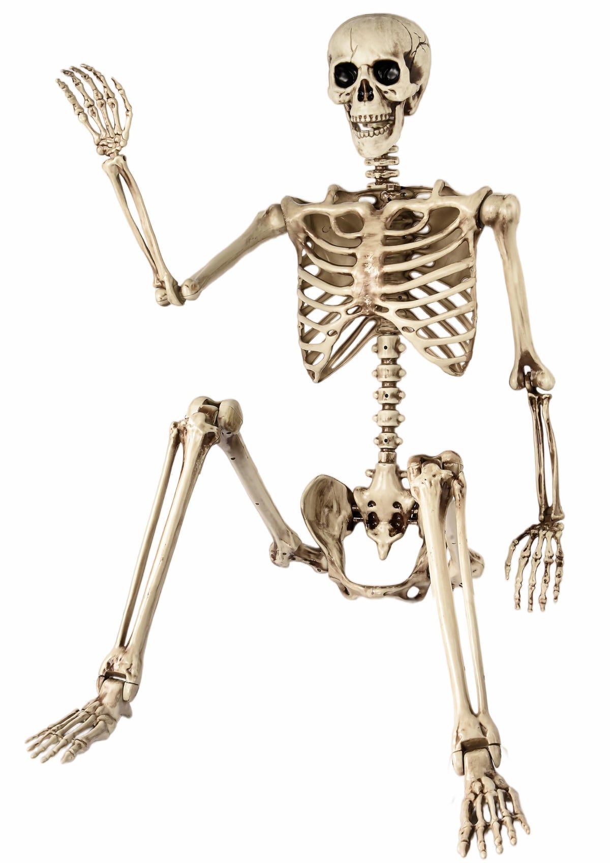 5.4 Ft Life Size Posable Skeleton S43533