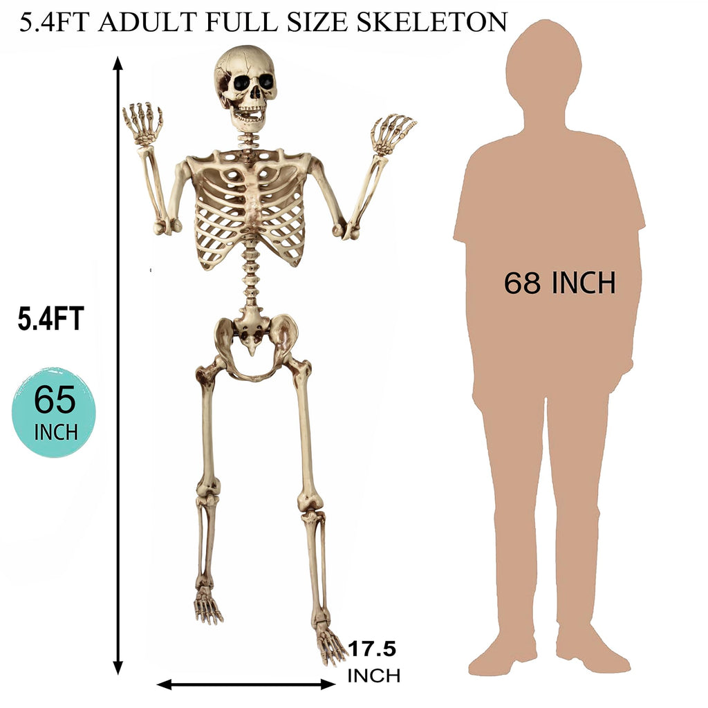 5.4 Ft Life Size Posable Skeleton S43533
