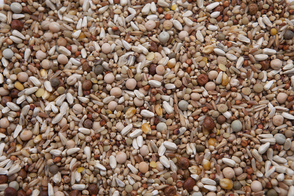 Pigeon Mix Q949470